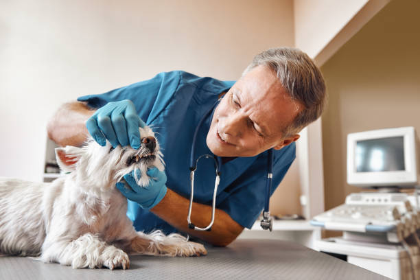 Best Emergency Denture Repair in Pebble Creek, FL